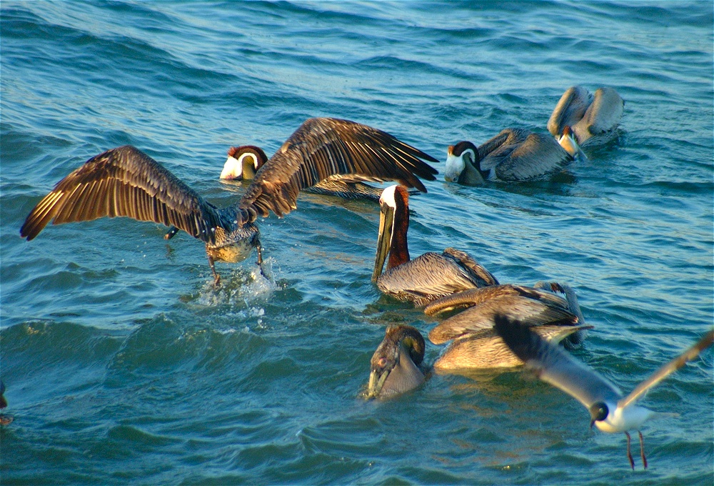 (40) Dscf0969 (pelicans).jpg   (1000x680)   364 Kb                                    Click to display next picture